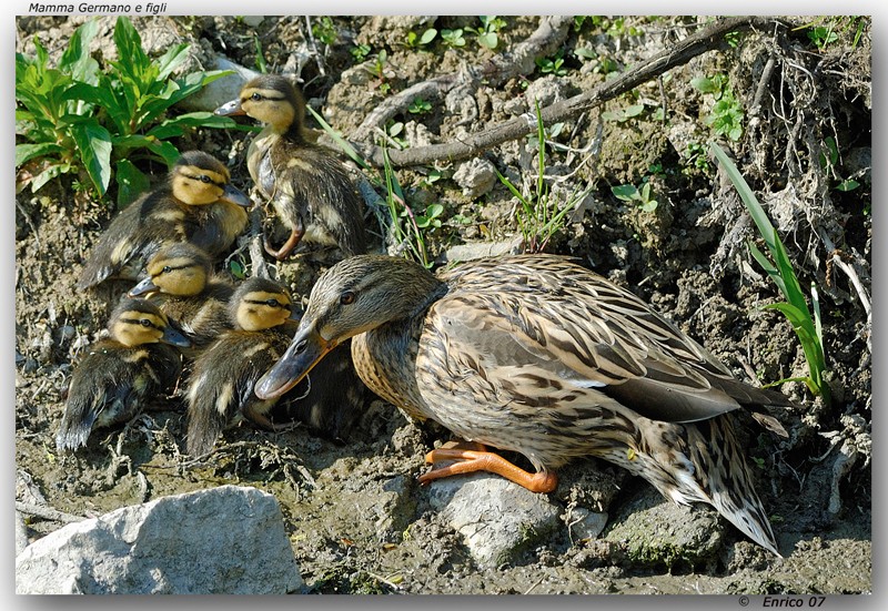 Animali 062.jpg
